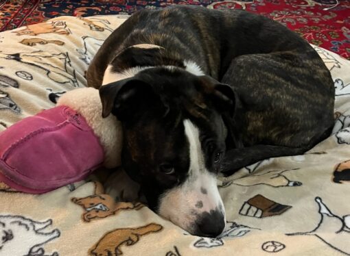 Welcome to the Jungle: Scarlett the sweet rescue Staffy