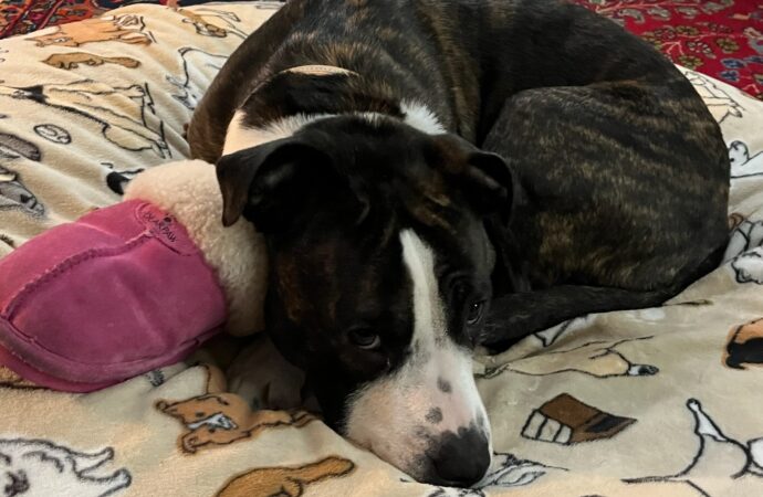 Welcome to the Jungle: Scarlett the sweet rescue Staffy
