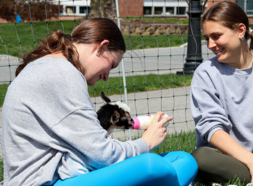 Students come together for goat yoga hosted by OSA