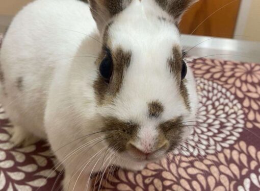 Welcome to the Jungle: Calypso the Rabbit