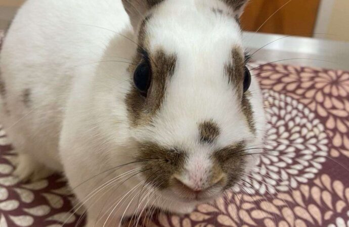 Welcome to the Jungle: Calypso the Rabbit