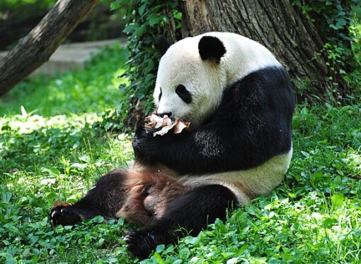 A New Wave of Panda Diplomacy