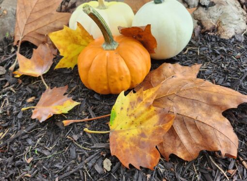 Horoscopes: Fall Elements