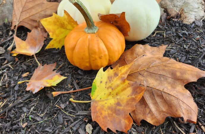 Horoscopes: Fall Elements