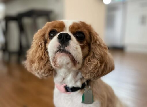 Welcome to the Jungle: Annie the King Charles Puppy