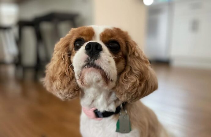 Welcome to the Jungle: Annie the King Charles Puppy