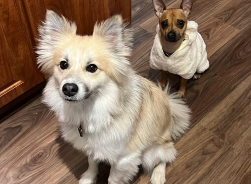 Welcome to the Jungle: Rocky and Simba