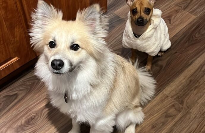 Welcome to the Jungle: Rocky and Simba