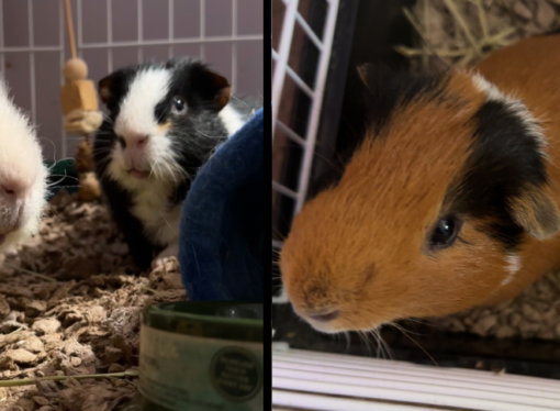 Welcome to the Jungle: Galileo and Pablo