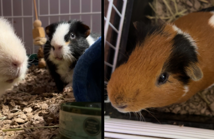 Welcome to the Jungle: Galileo and Pablo