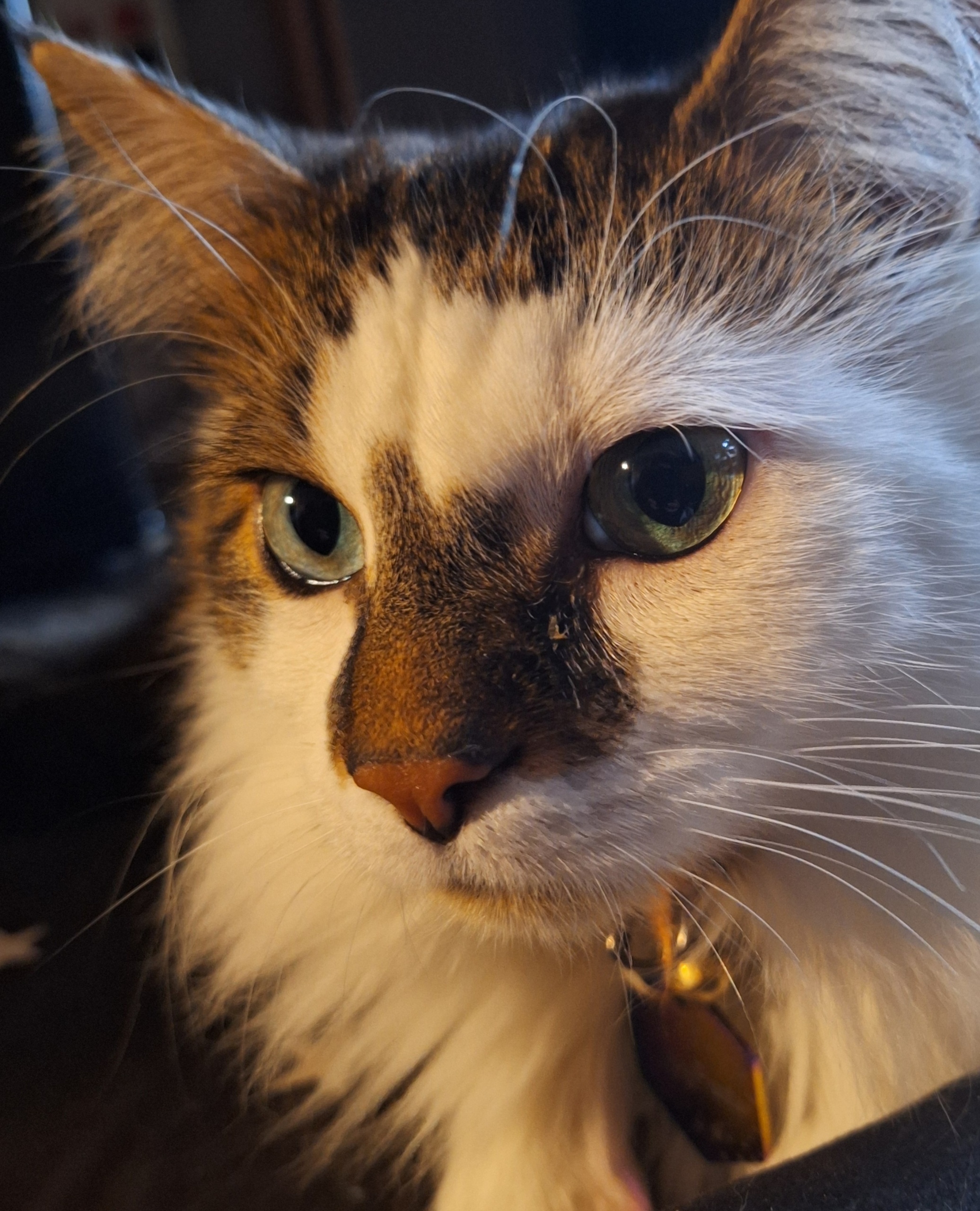 Horoscopes: What cat breed are you based on your zodiac?