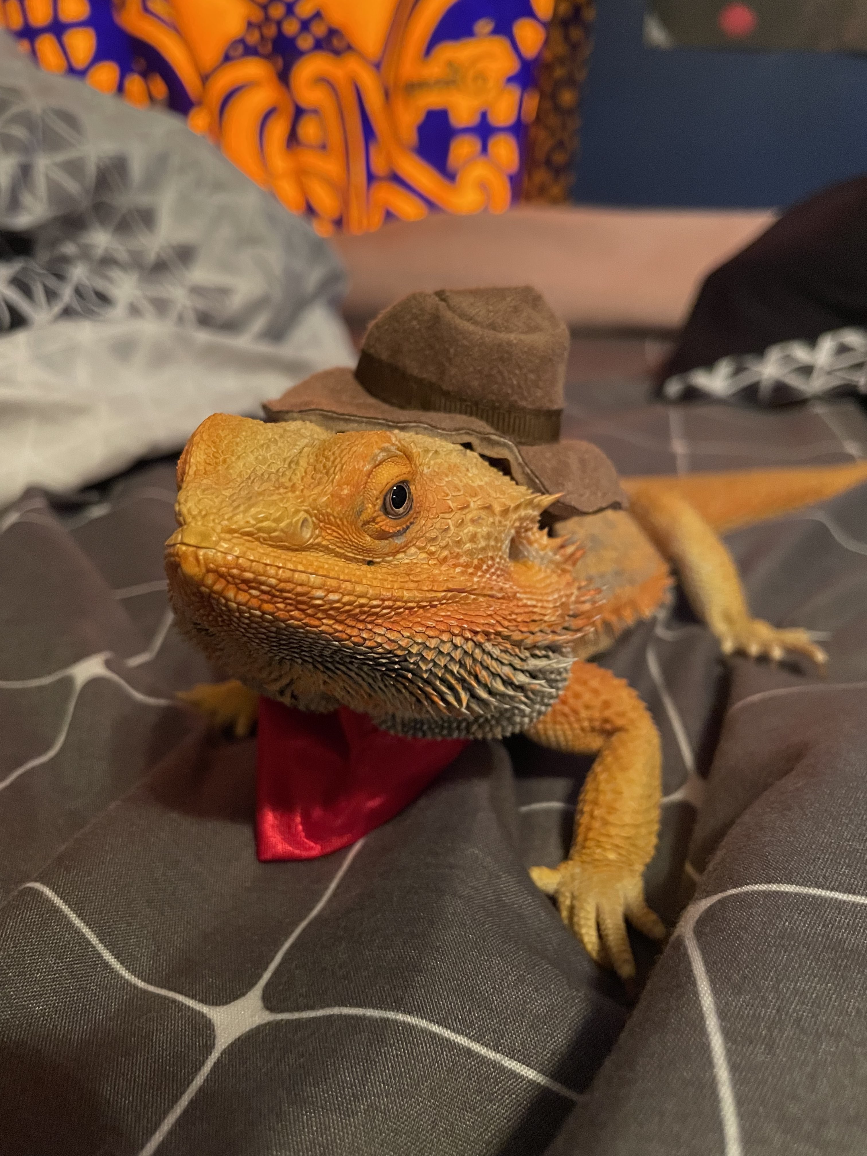 Welcome to the Jungle: Rumple the Bearded Dragon