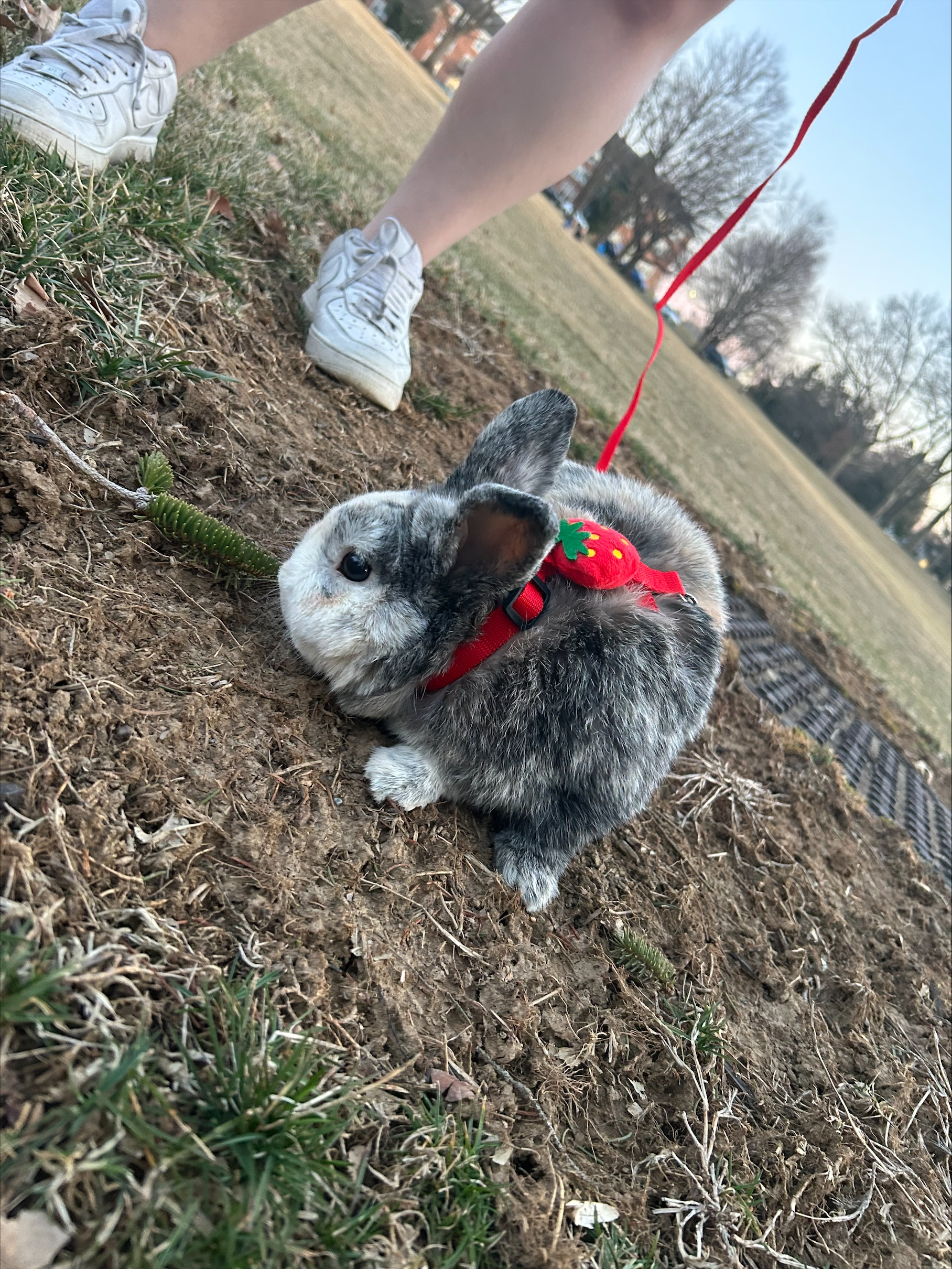 Welcome to the Jungle: Kookie the Rabbit