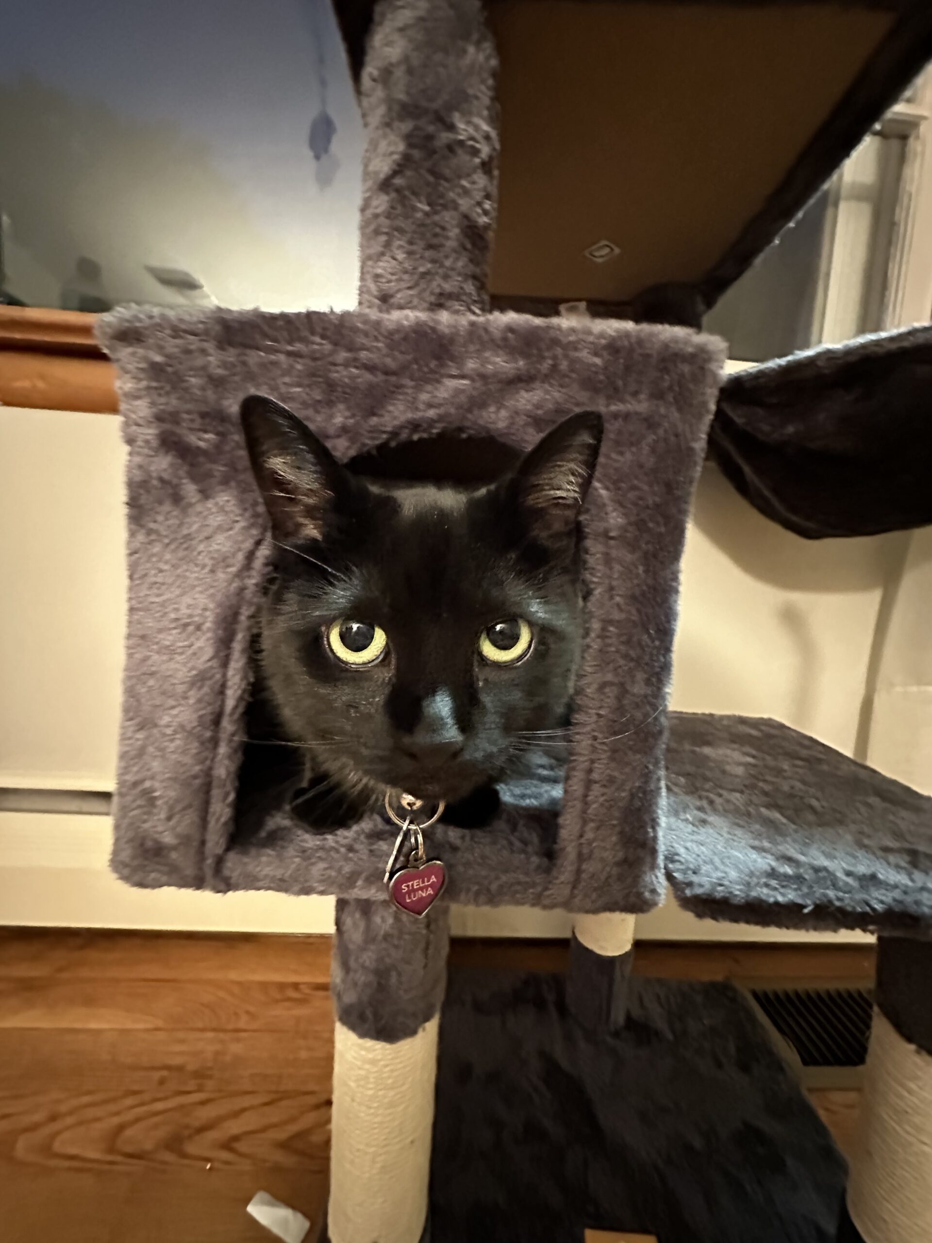 Welcome to the Jungle: Stella Luna the Cat