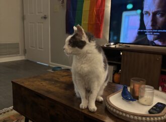 Welcome to the Jungle: meet Biscuit