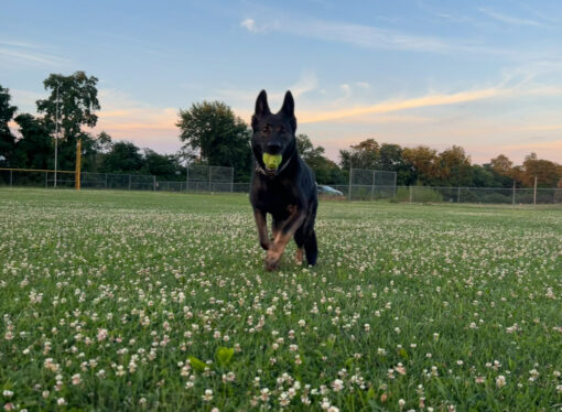Welcome to the Jungle: Rhoda the German Shepherd