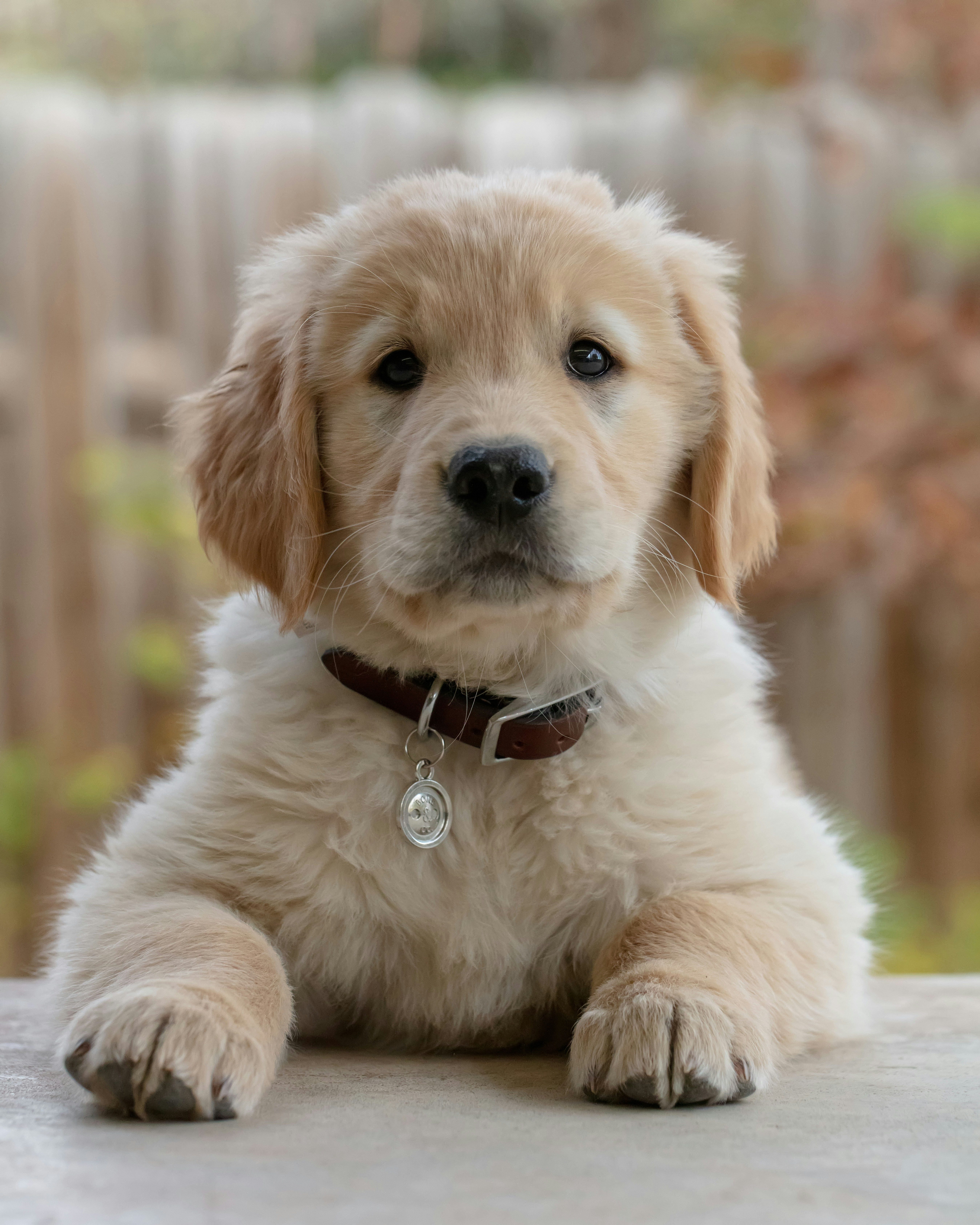 Media Review: Man’s Best Friend