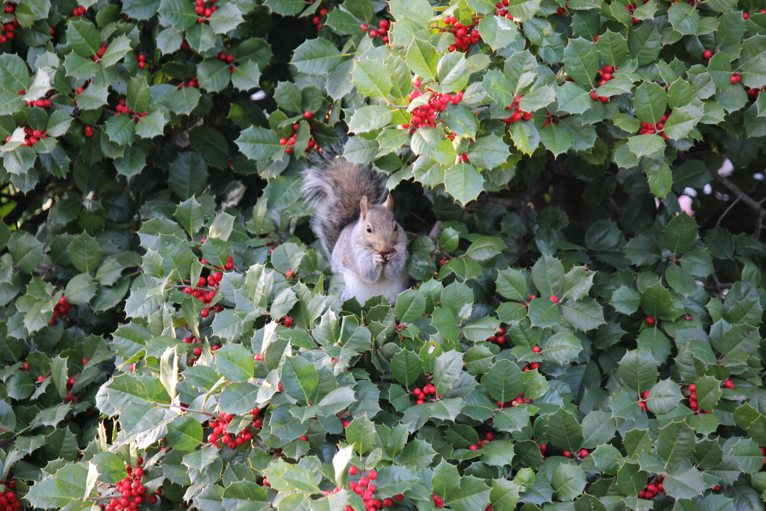 Club Review: Squirrels Against Tuition