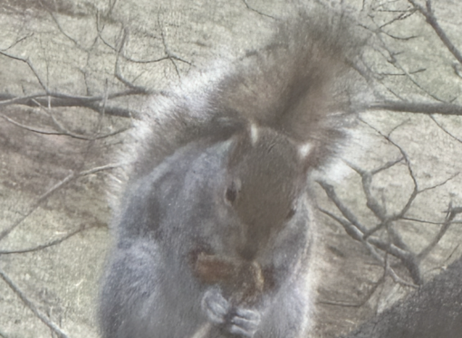 Etown recognizes campus squirrels as students, requires tuition payment