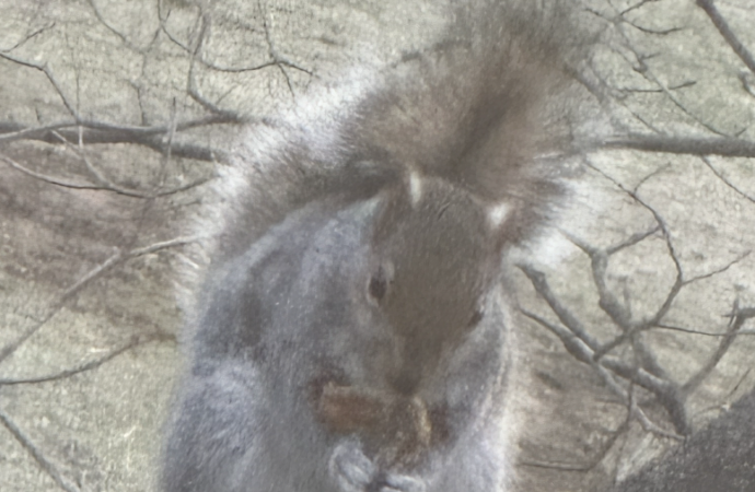 Etown recognizes campus squirrels as students, requires tuition payment