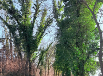 Local Sightseeing: Wildwood Park