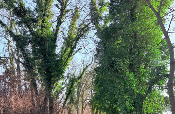 Local Sightseeing: Wildwood Park