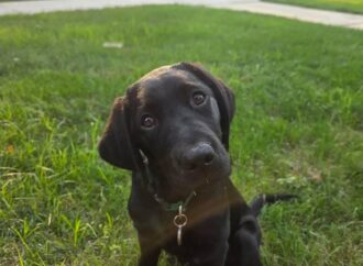 Meet the Dogs: SSD Bubba