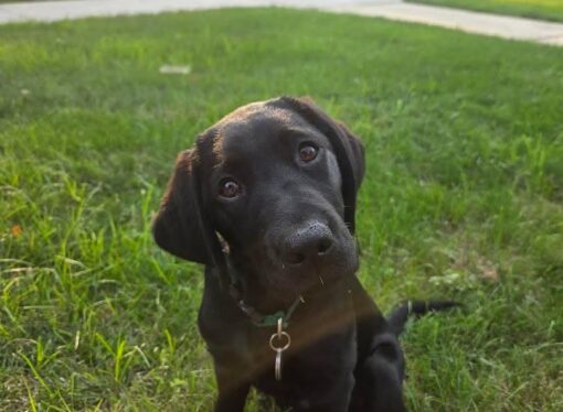 Meet the Dogs: SSD Bubba