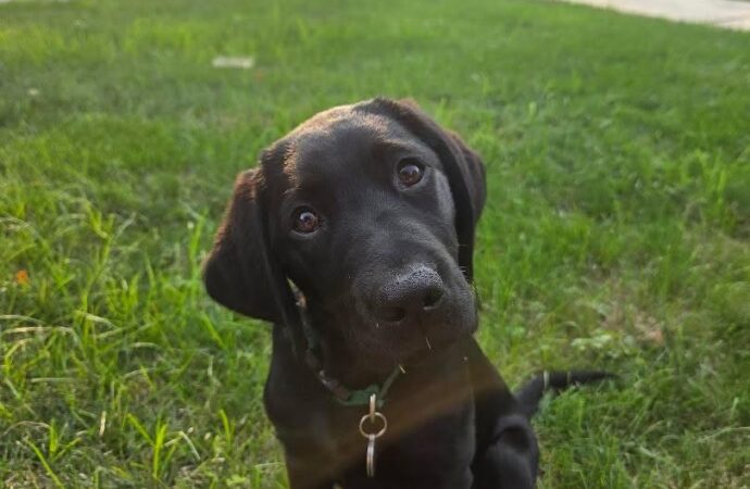 Meet the Dogs: SSD Bubba