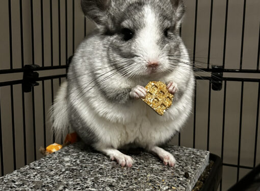 Creature Feature: Angel the chinchilla
