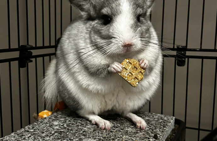 Creature Feature: Angel the chinchilla