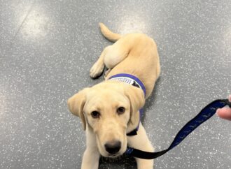 Meet the Dogs: SSD Bailey