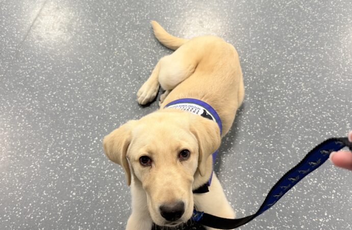 Meet the Dogs: SSD Bailey