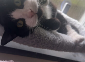 Creature Feature: Onyx the cat