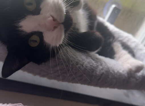 Creature Feature: Onyx the cat
