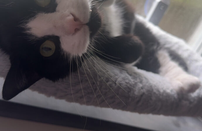 Creature Feature: Onyx the cat